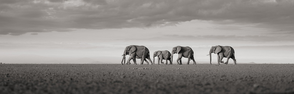 Joachim Schmeisser: Elefanten kreuzen den Weg, Kenia 2017